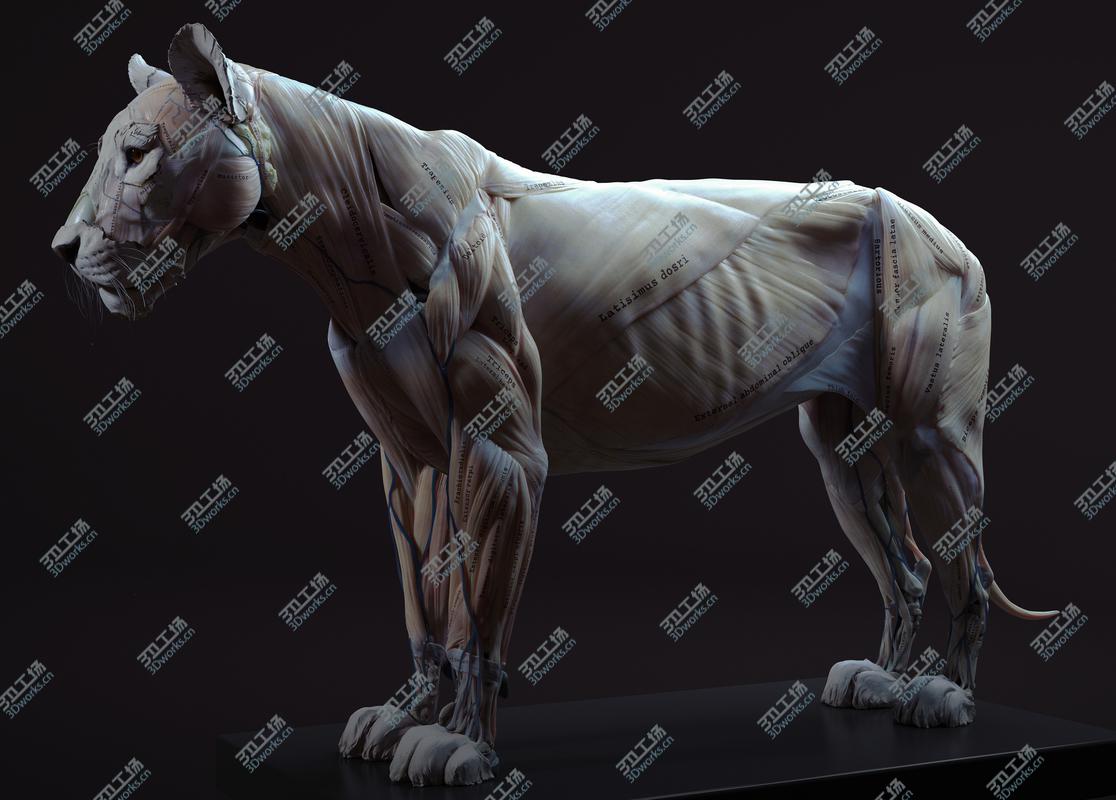 images/goods_img/2021040232/3D Lion Anatomy/2.jpg